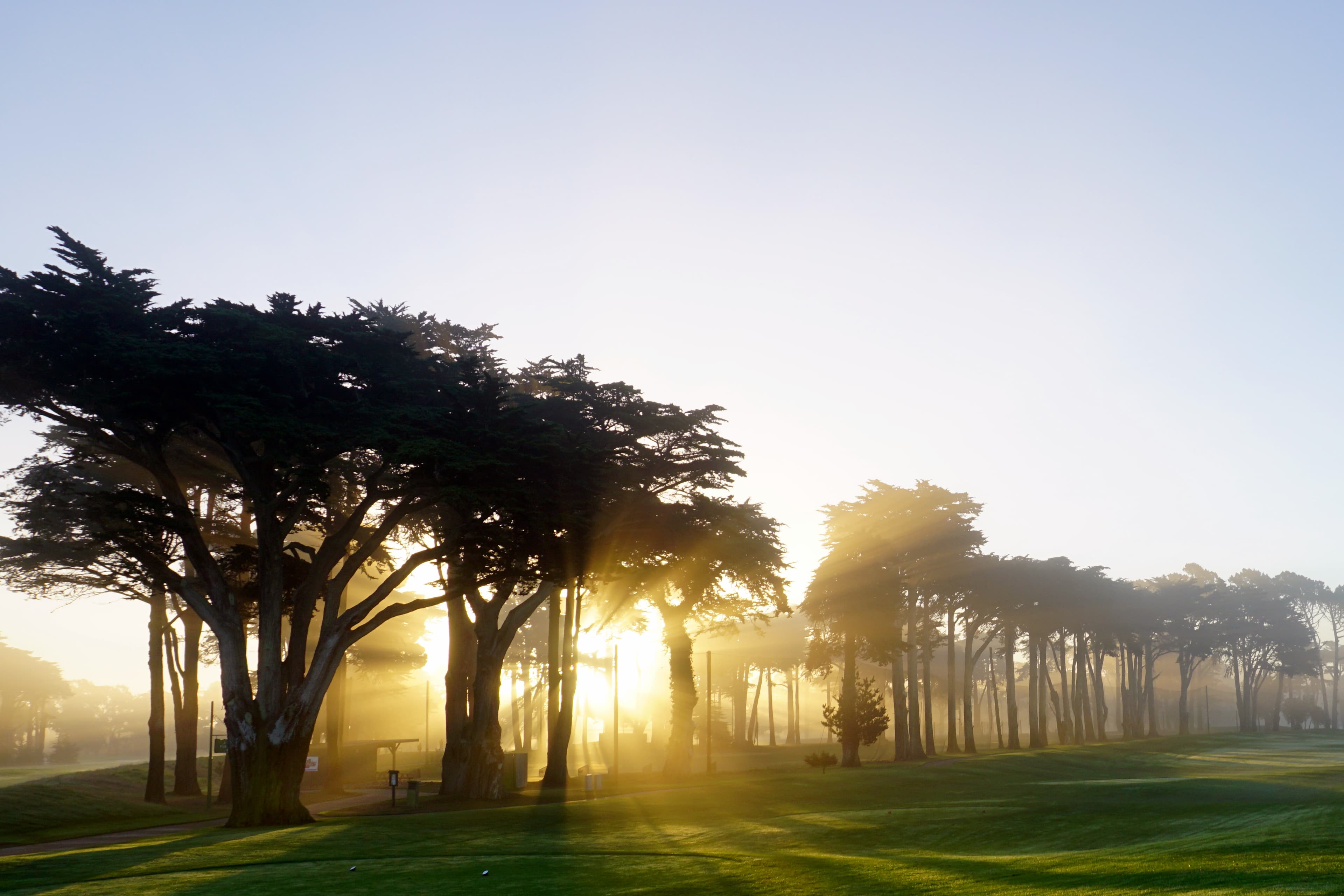 Cypress-lined fairway at TPC Harding Park in San Francisco.