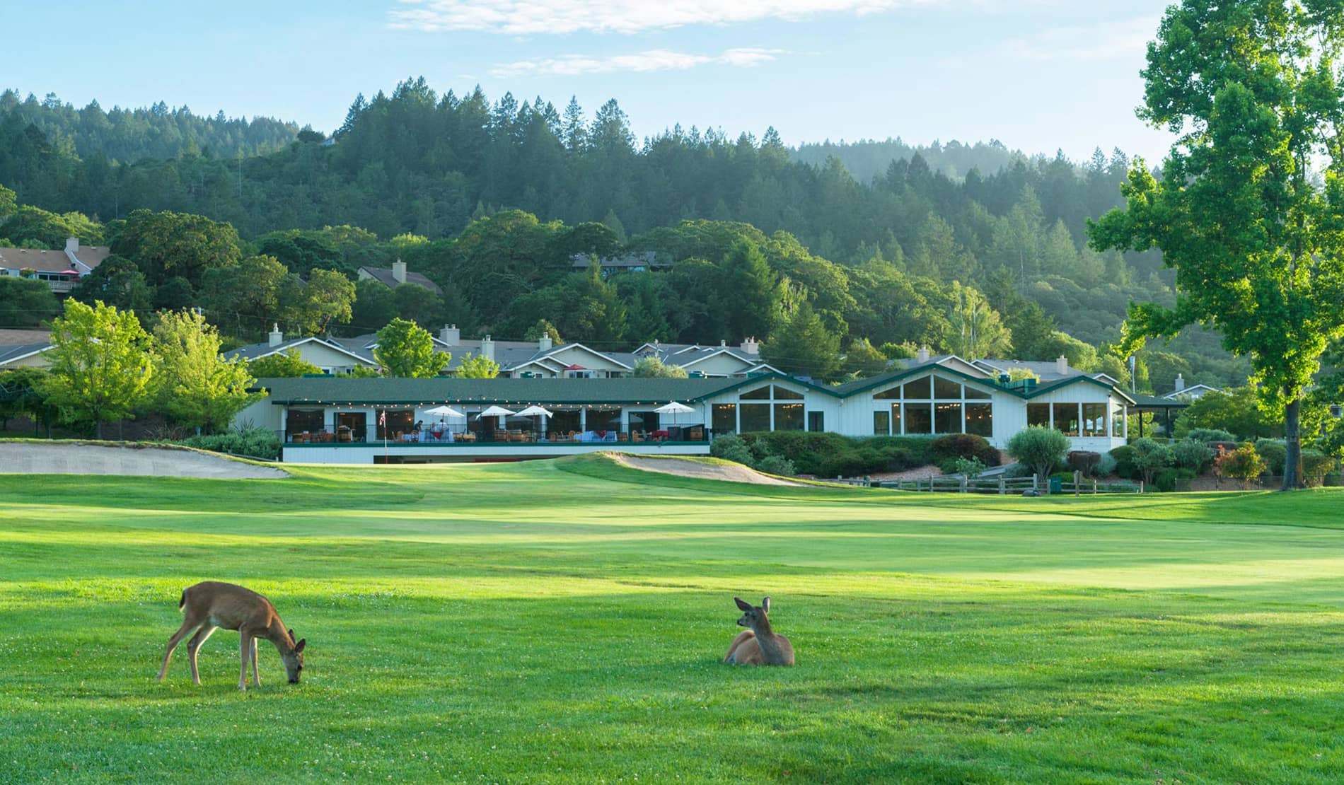 The Quail Inn clubhouse overlooking a finishing hole on the West / Valley of the Moon course at Oakmont Golf Club, Santa Rosa, CA, with deer grazing on the fairway. Photo courtesy of Valley of the Moon Club (official website, playvom.com).